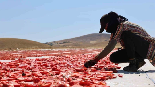 Dünya sofralarını Elazığ süslüyor: Tonlarca domates ihraç ediliyor