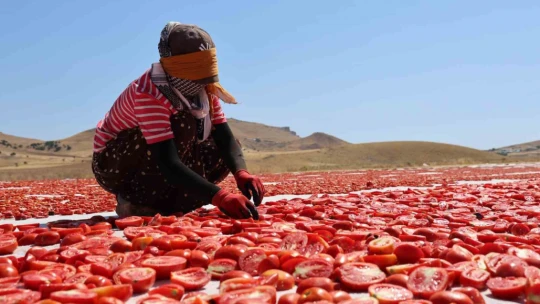 Dünya sofralarını Elazığ süslüyor: Tonlarca domates ihraç ediliyor