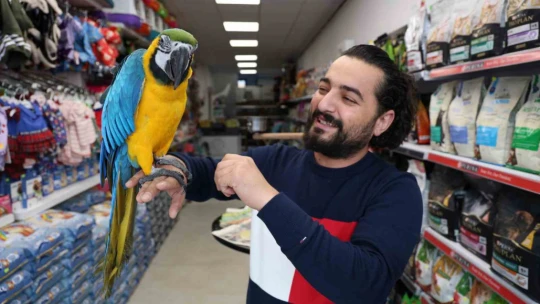 Dünyanın en havalı papağanı güzelliği ve fiyatıyla dikkat çekiyor