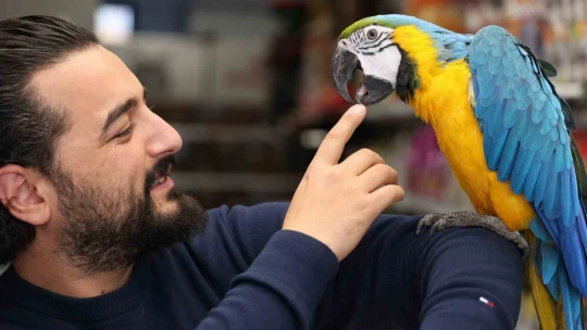 Dünyanın en havalı papağanı güzelliği ve fiyatıyla dikkat çekiyor