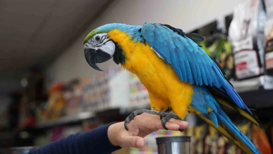 Dünyanın en havalı papağanı güzelliği ve fiyatıyla dikkat çekiyor