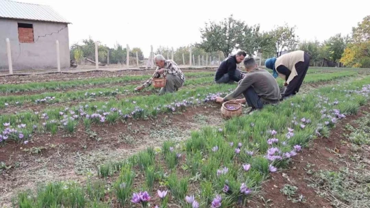 Dünyanın en pahalı baharatını ekti, kilosunu 200 bin liradan satıyor