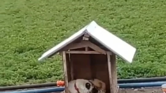 Düşman ikiliyi soğuk birleştirdi: Üşüyen kedi ile köpeğin dayanışması yürekleri ısıttı