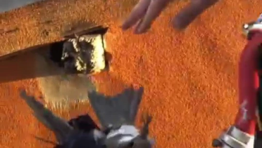 Duvardaki deliğe sıkışan ebabil kuşunu itfaiye ekibi kurtardı