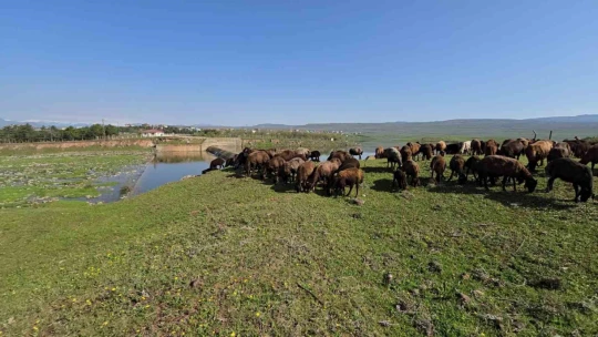 Elazığ'a bahar geldi, koyun sürüleri otlağa indi