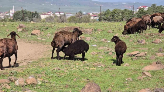 Elazığ'a bahar geldi, koyun sürüleri otlağa indi