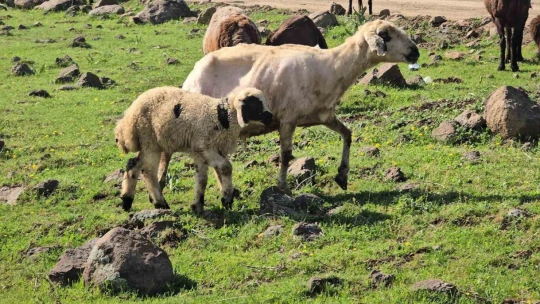 Elazığ'a bahar geldi, koyun sürüleri otlağa indi