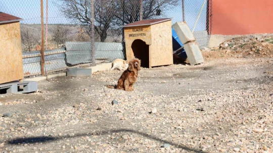 Elazığ Belediyesi'nin yeni hizmetiyle artık hayvan sahiplenmek daha kolay