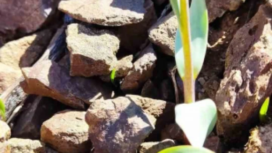 Elazığ'da 'Baskil ters lalesi' izleme çalışması yapıldı