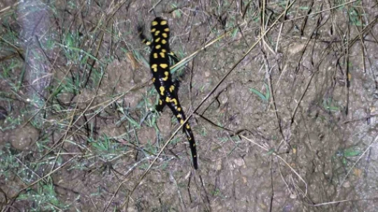 Elazığ'da 'sarı benekli semender' görüldü