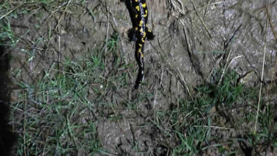 Elazığ'da 'sarı benekli semender' görüldü