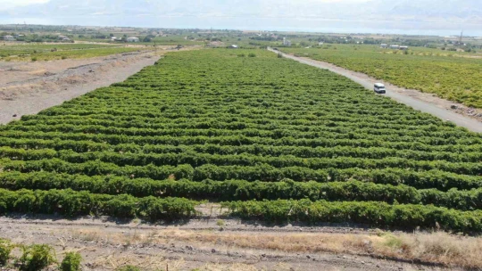 Elazığ'da 120 bin dönümde üzüm hasadı başladı