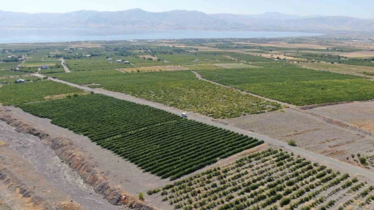 Elazığ'da 120 bin dönümde üzüm hasadı başladı