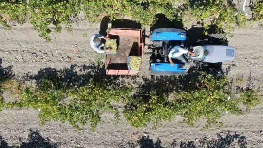 Elazığ'da 120 bin dönümde üzüm hasadı başladı