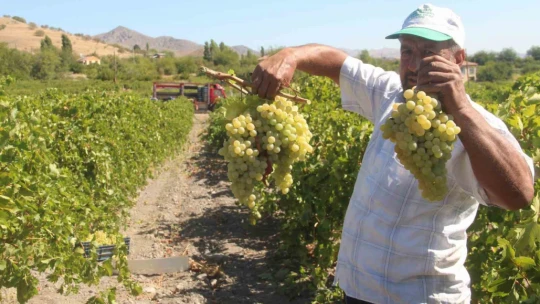 Elazığ'da 120 bin dönümde üzüm hasadı başladı