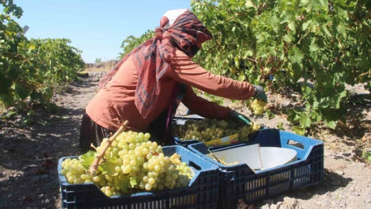 Elazığ'da 120 bin dönümde üzüm hasadı başladı