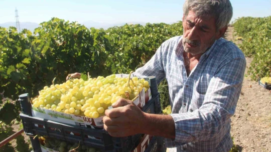 Elazığ'da 120 bin dönümde üzüm hasadı başladı