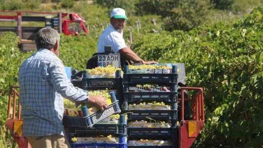 Elazığ'da 120 bin dönümde üzüm hasadı başladı