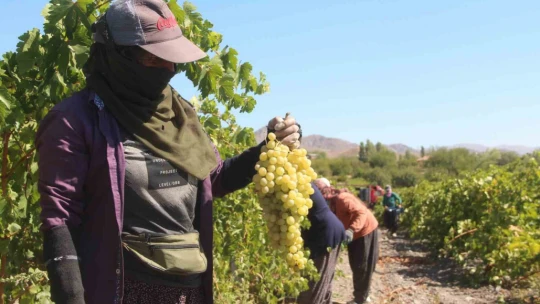 Elazığ'da 120 bin dönümde üzüm hasadı başladı