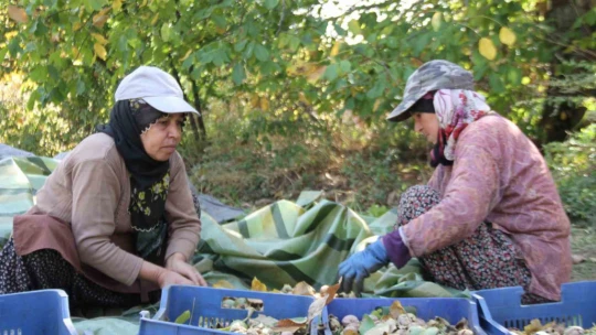 Elazığ'da 125 bin ceviz ağacında hasat başladı