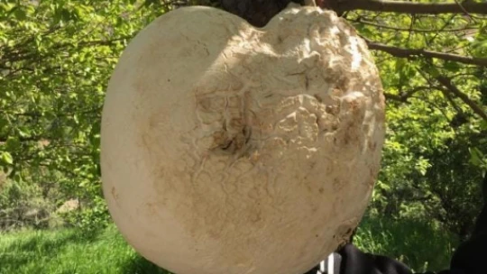 Elazığ'da 13 kilogramlık dev mantar bulundu