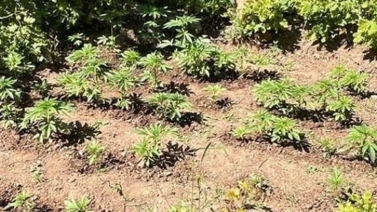 Elazığ'da 158 kök kenevir ele geçirildi