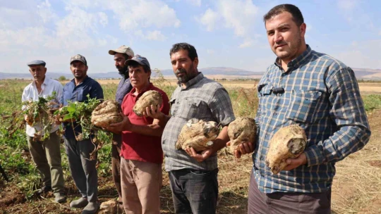 Elazığ'da 37 bin dönüm alanda pancar hasadı başladı