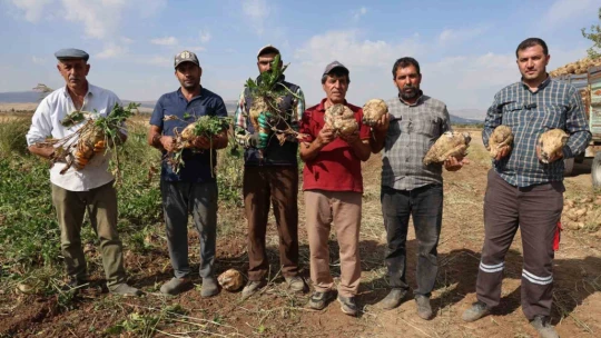 Elazığ'da 37 bin dönüm alanda pancar hasadı başladı