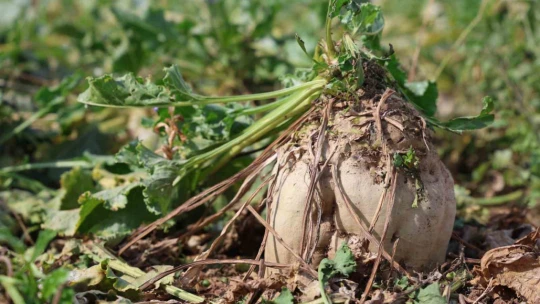 Elazığ'da 37 bin dönüm alanda pancar hasadı başladı
