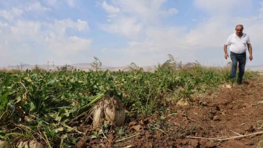 Elazığ'da 37 bin dönüm alanda pancar hasadı başladı