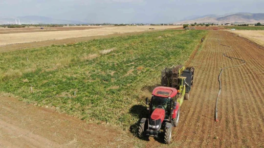 Elazığ'da 37 bin dönüm alanda pancar hasadı başladı