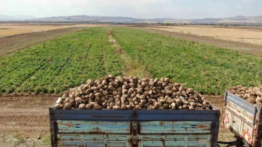 Elazığ'da 37 bin dönüm alanda pancar hasadı başladı