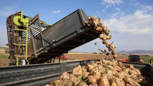 Elazığ'da 37 bin dönüm alanda pancar hasadı başladı