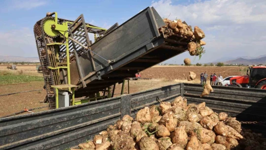 Elazığ'da 37 bin dönüm alanda pancar hasadı başladı