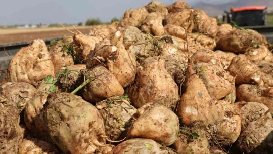 Elazığ'da 37 bin dönüm alanda pancar hasadı başladı