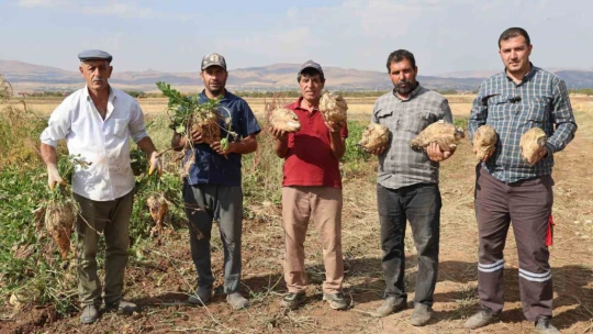 Elazığ'da 37 bin dönüm alanda pancar hasadı başladı