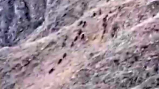 Elazığ'da aç kalan domuzlar bahçeleri talan etti