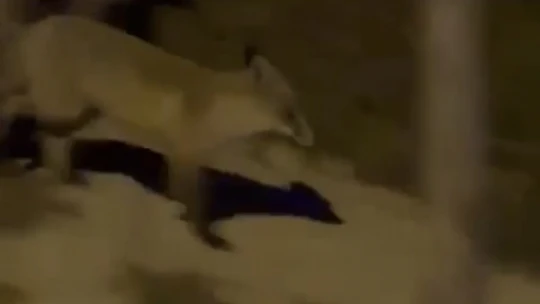 Elazığ'da aç kalan tilki şehir merkezine indi, o anlar kamerada