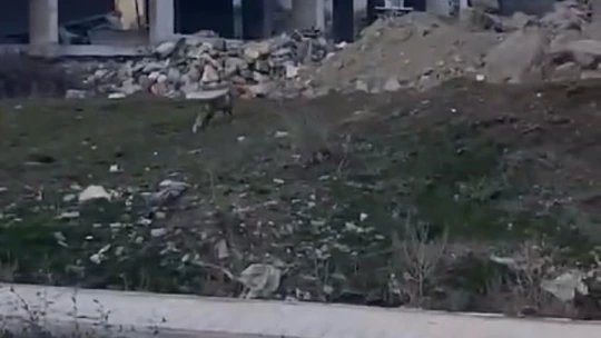 Elazığ'da aç kalan tilki şehir merkezine indi