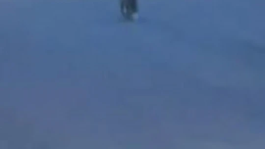 Elazığ'da aç kalan tilki yiyecek bulmak için şehre indi