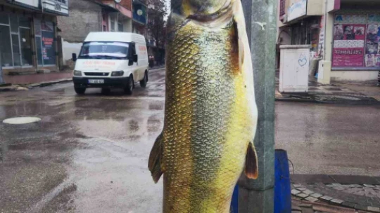Elazığ'da ağa takılan yaklaşık 2 metrelik dev turna şaşırttı: tam 28 yaşında
