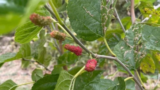 Elazığ'da ağaçlar da şaşırdı: Sonbaharda dut ağacı ikinci kez meyve verdi