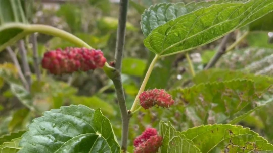 Elazığ'da ağaçlar da şaşırdı: Sonbaharda dut ağacı ikinci kez meyve verdi
