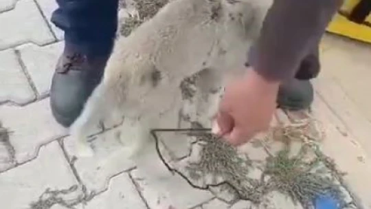 Elazığ'da ayakları bağlı olan köpeği vatandaşlar kurtardı