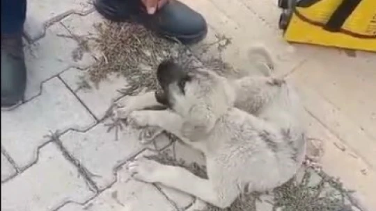 Elazığ'da ayakları bağlı olan köpeği vatandaşlar kurtardı
