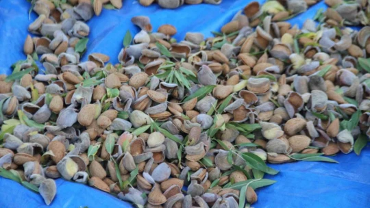Elazığ'da badem hasadı sürüyor
