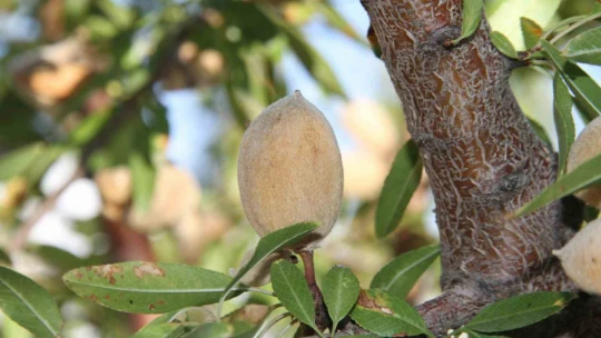 Elazığ'da badem hasadı sürüyor