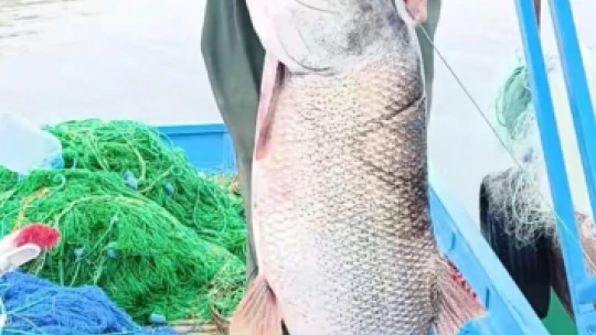 Elazığ'da balıkçının ağına 46 kiloluk turna balığı takıldı