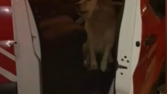 Elazığ'da başı duvara sıkışan köpeği itfaiye kurtardı