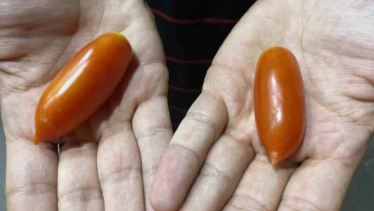 Elazığ'da biber görünümlü domatesler ilgi görüyor